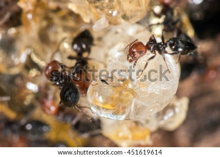 Red head black body fire ants honeypot Myrmecocystus detail macro inside anthill on a tree amber
