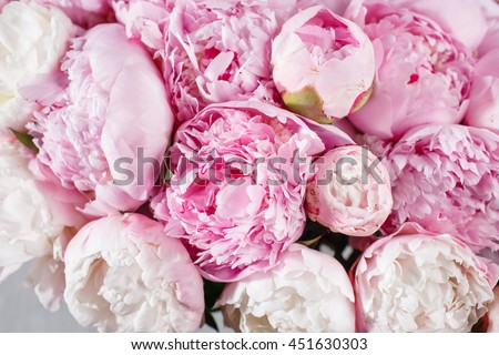 fresh bright blooming peonies flowers with dew drops on petals. white and pink bud