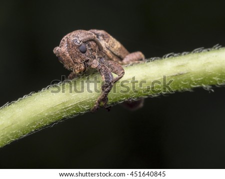 Macro Long-horned Beetle, Stem boring grub, or Dorysthenes (Lophosternus)bugueti Guerin on Green Branch with Black Background