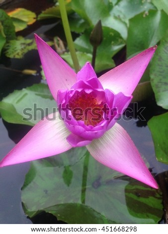 Pink Lotus flower beautiful lotus.

