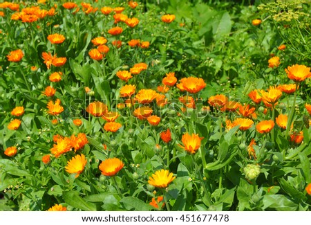 Summer background with growing flowers calendula. Calendula officinalis or Pot Marigold, Common Marigold, Scotch Marigold, Ruddles, Pot Marigold.