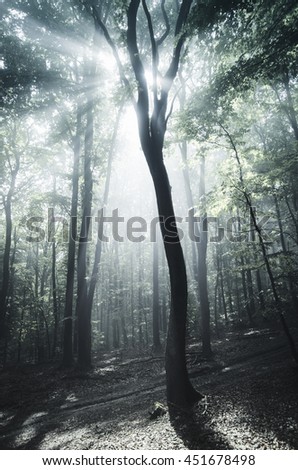 sun rays in woods