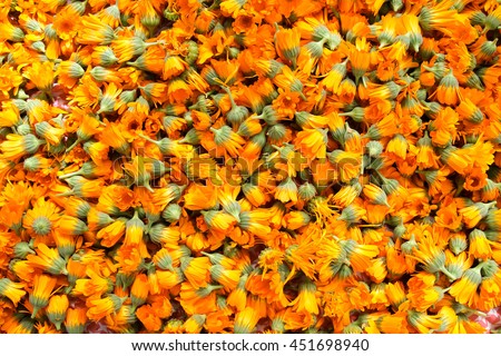 Orange marigold flowers. Healing herbs. Plucked petals of calendula