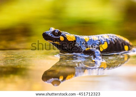 Fire Salamander in the nature