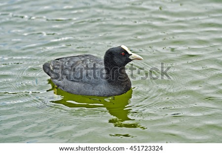 Coot (Fulica atra) swimming in a lake