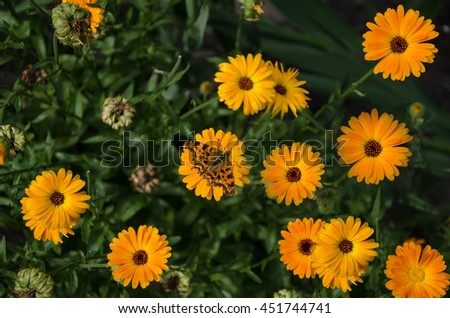 Orange, brown, spotty, tiger butterfly on a background of yellow flowers - calendula.