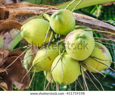 Coconuts on a tree.