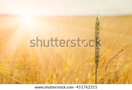 golden wheat field and sunny day. Ears of wheat in rye field illuminated by sunlight. The idea of the concept of harvest. majestic rural landscape. creative image. used as background