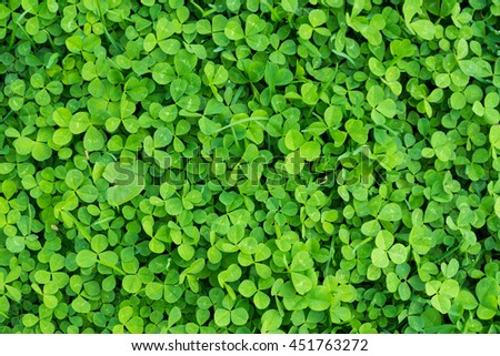 green clover grass texture view from above (top view)