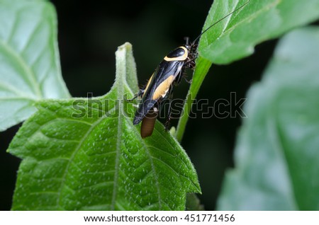 A black and yellow bug in the forest