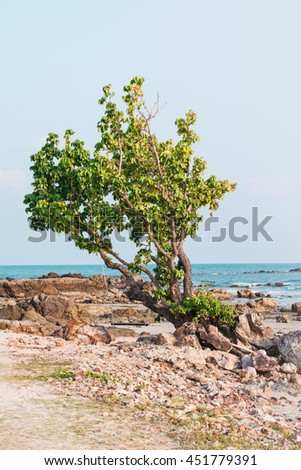 Landscape of bleach with alone tree and rocks, sunset view, Rayong, Thailand