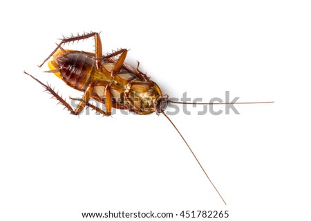 cockroach on white background