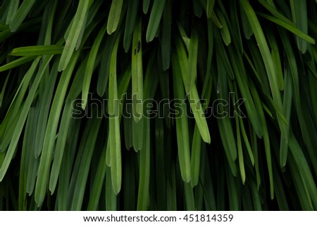 pattern of orchid foliage (low key picture) 
