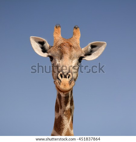 A closeup facial portrait of a giraffe in Southern Africa