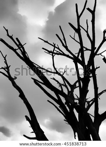 The bare trees with clouds in a scary and the magic theme.