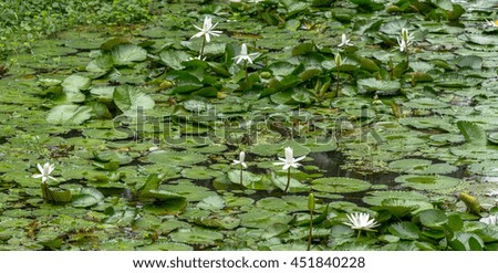White water lilies 