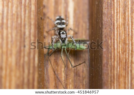 Closeup of a spider with a grasshopper as prey