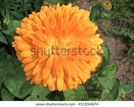 Big filled marigold or calendula blossom close up macro.                               