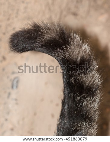 cat's-tail