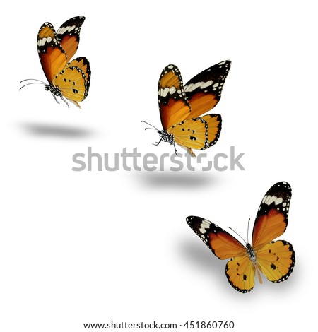 Plain Tiger Butterfly flying up (Danaus chrysippus) Royalty-Free Stock Photo #451860760