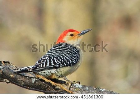 Red-bellied Woodpecker - Wild Bird Background from Missouri - Colors in Nature
