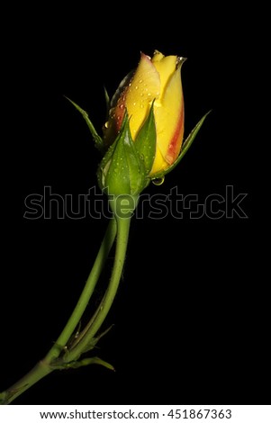 Closeup of a beautiful unbloomed colorful Rose flower with rain drops isolated on a black background
