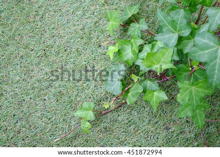 Ivy on the grass field. 