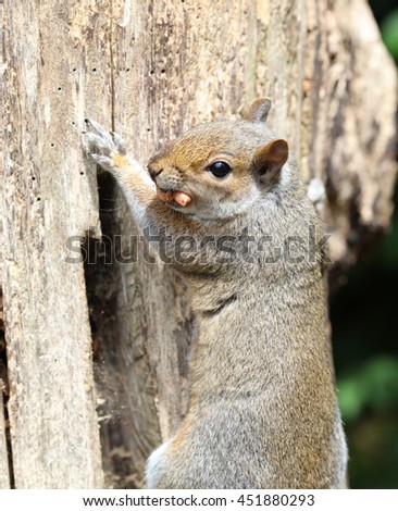 Close up of a male Grey Squirrel climbing up a tree stump