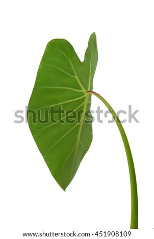 Elephant Ears Taro (colocasia esculenta) leaves isolated on white background