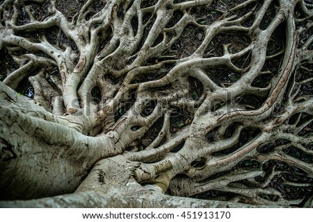 roots Royalty-Free Stock Photo #451913170