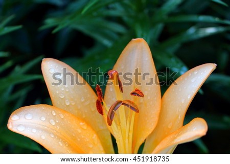 Flowers with water drops.