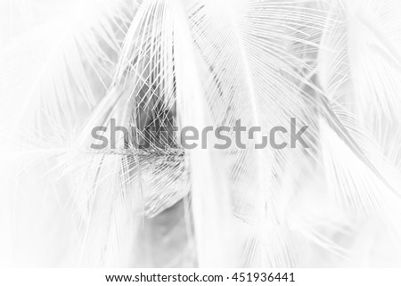feather wool dark black and white background