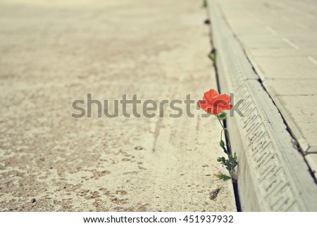 Background picture. The one poppy does not give up: grows through concrete and blooms. Will to live Royalty-Free Stock Photo #451937932