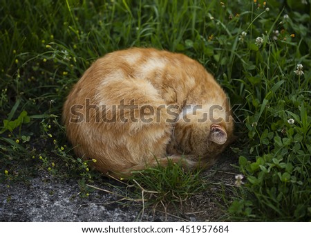 Sleeping orange cat in the morning, on the grass.