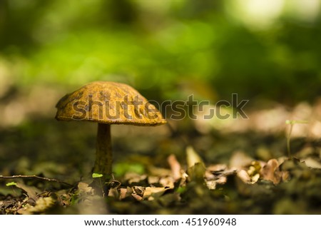 Lonley small mushroom in the forest