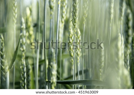 Organic green wheat
