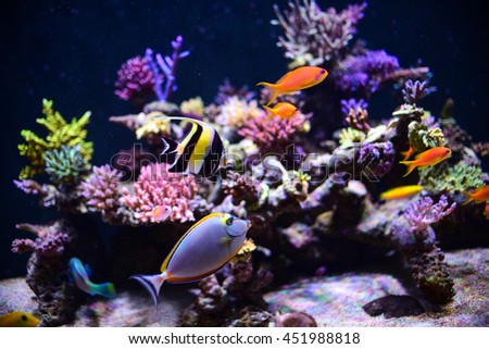 aquarium for background