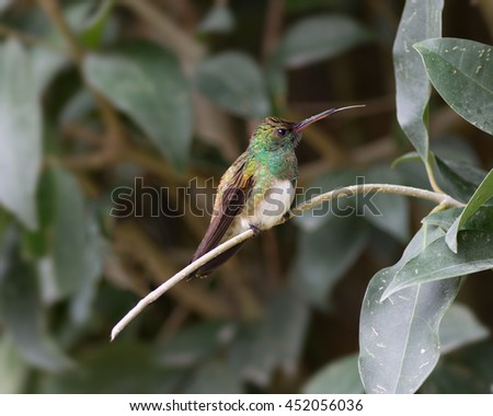 Beautiful Snowy-bellied or snowy-breasted hummingbird (Amazilia edward). Photo taken in western Panama.