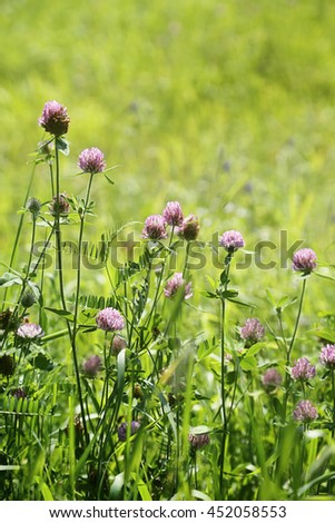 Close up of wild clover growing in the tall grass