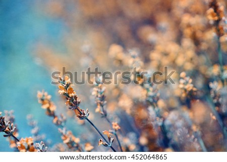 Artistic composition, Blurry garden lavender                                         