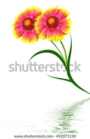 Bouquet of colorful flowers of Gaillardia. isolated on white background