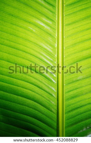 Wet banana leaf with water drops colorful.