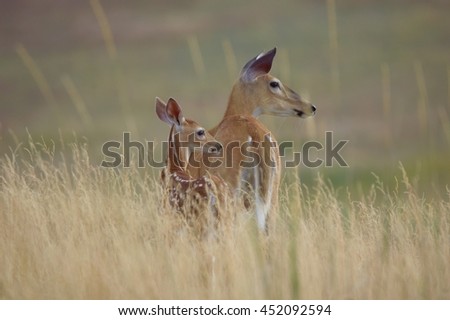 Mom and Fawn
