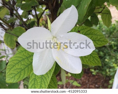 Branch of a blossoming tree with beautiful white flowers