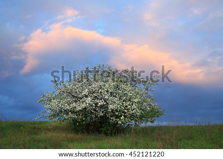 spring landscape flowering apple trees on the river bank at sunset