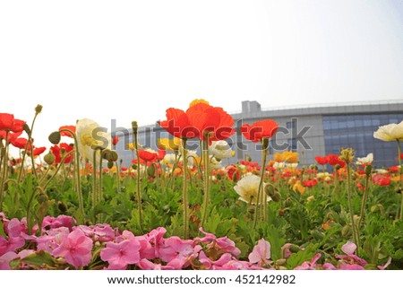 corn poppy flowers and buildings, closeup of photo