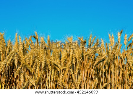 Wheat field and perfect blue sky background. A fresh crop of rye.  Rich harvest Concept. majestic rural landscape under shining sunlight. creative picture of nature