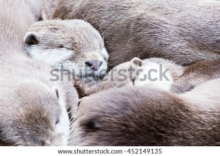 Lazy group of Asian small-clawed otter, close-up