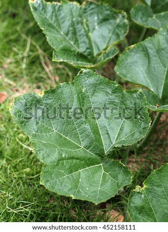 Leaf of the pumpkin tree on grass