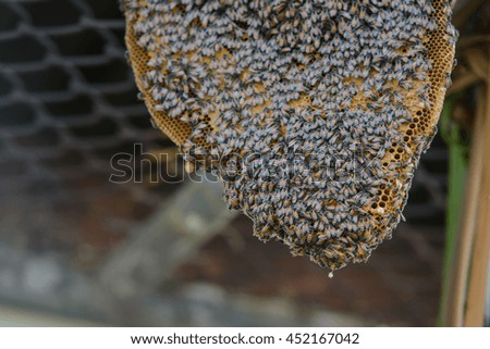 bees on honeycomb
